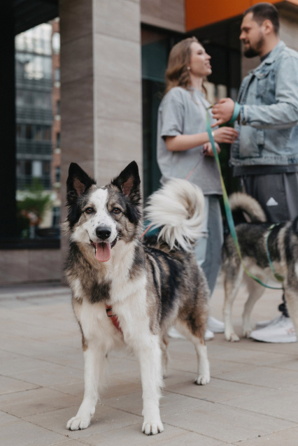 Фотосессия с питомцем — трогательные кадры с вашим любимцем – фото № 2